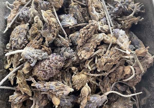 تصویر 4 از فروش اسطوخودوس خشک شده + قیمت خرید به صرفه